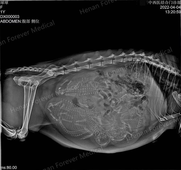 32KW Veterinary DR X Ray Machine suppliers 32KW Veterinary DR X Ray Machine suppliers