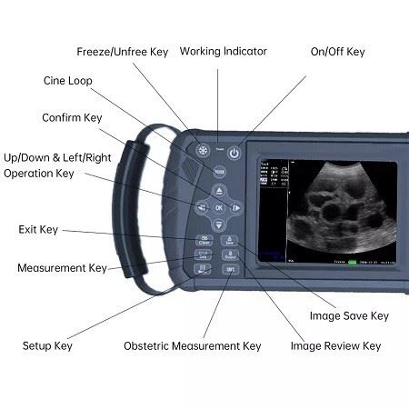 ultrasound vet